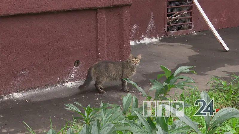 Нижнекамец хотел помочь котёнку, но на него напали горожане