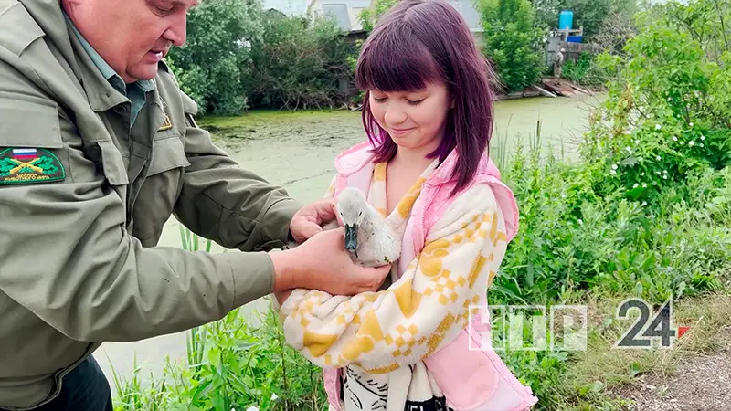 В Нижнекамске спасли маленького лебедя, которого обижали утки