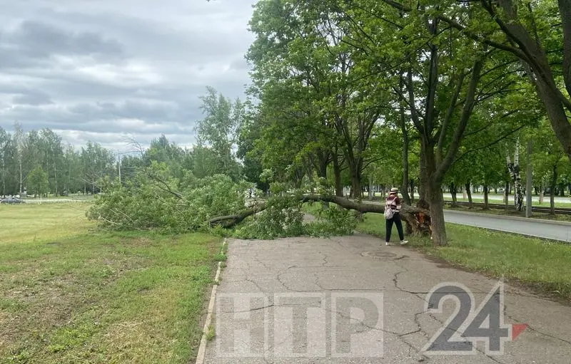 В Нижнекамске дерево упало на пешеходную дорожку