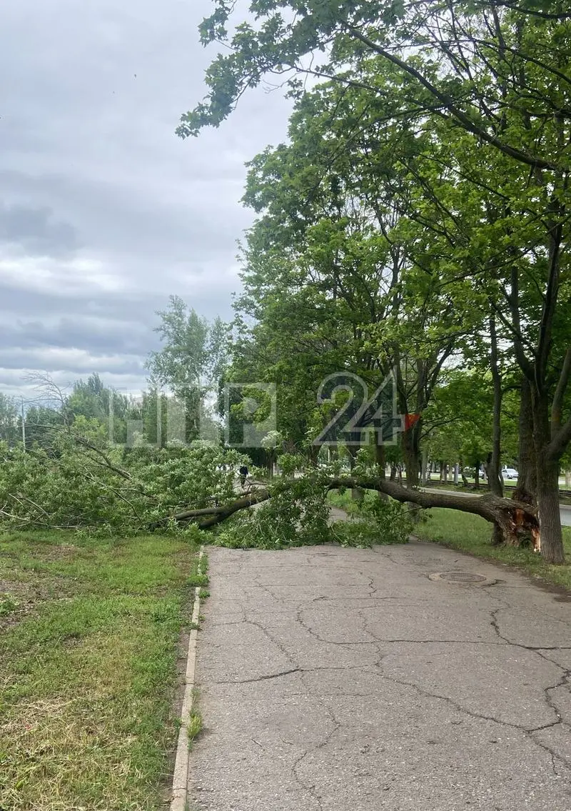 В Нижнекамске дерево упало на пешеходную дорожку