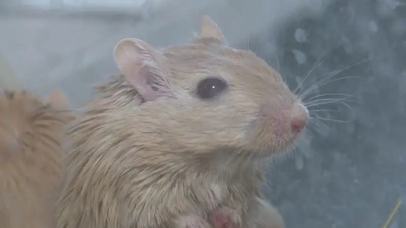Геморрагической лихорадкой от мышей заразились 130 жителей Татарстана