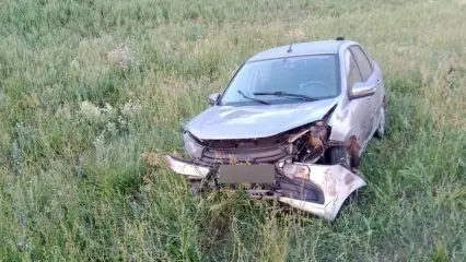 На трассах Татарстана участились аварии с дикими животными - НТР 24