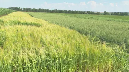 Синоптики спрогнозировали в Татарстане засушливый июль