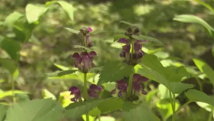 Пожарная опасность: до 22 июня продлено штормовое предупреждение в Татарстане - НТР 24