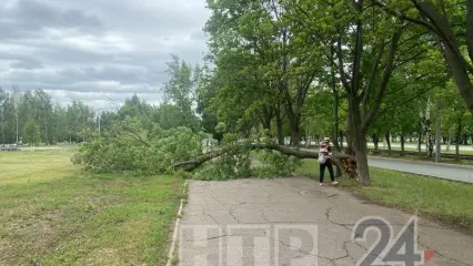 В Нижнекамске дерево упало на пешеходную дорожку
