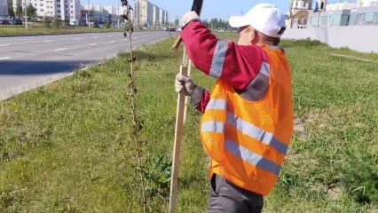 В Нижнекамске за 2 месяца высадили около 2,5 тыс. деревьев