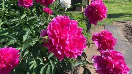 Вильфанд заявил, что июнь может стать самым жарким месяцем - НТР 24