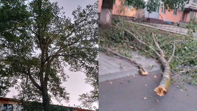 В Нижнекамске на женщину с детьми упало дерево, они успели увернуться