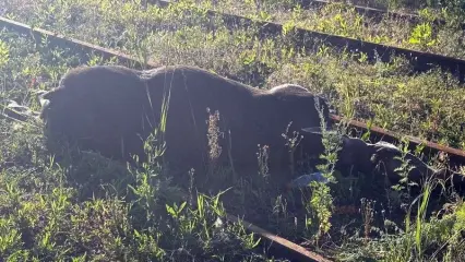 В Нижнекамском районе с начала года произошло 12 ДТП с лосями