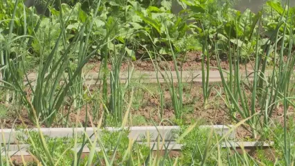 Опытный садовод дал советы, как защитить будущий урожай от жары