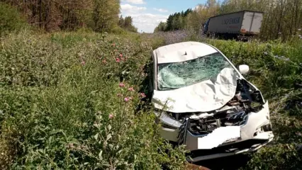 На дорогах Татарстана за сутки произошло три ДТП с участием диких животных