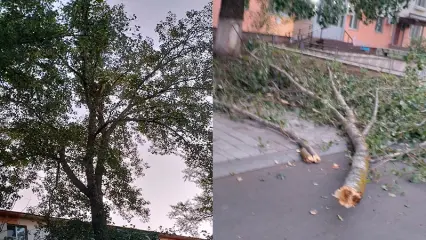 В Нижнекамске на женщину с детьми упало дерево, они успели увернуться - НТР 24