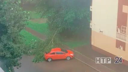 Сильный ветер повалил дерево на иномарку в Нижнекамске - НТР 24