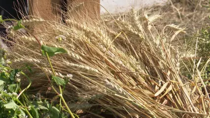 В Нижнекамском районе приступили к сбору урожая пшеницы