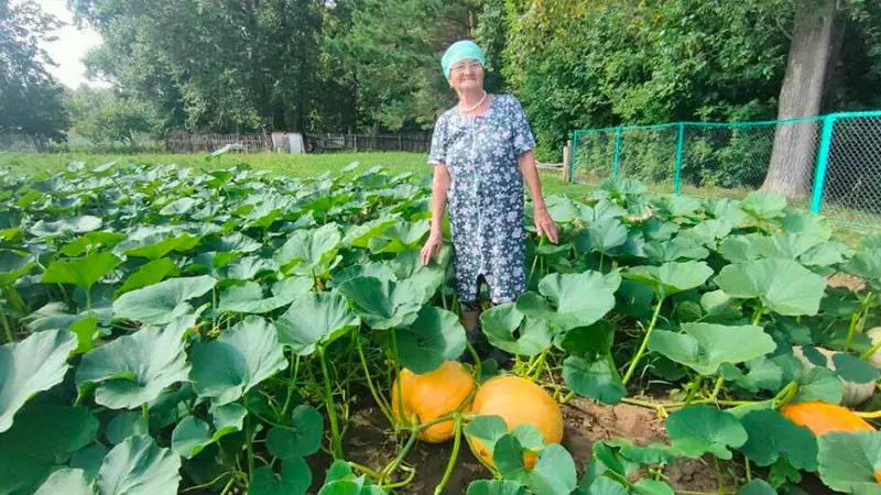 В Татарстане 78-летняя бабушка вырастила 32-килограмовую тыкву