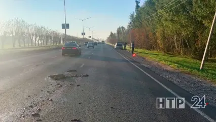 Нижнекамцев предупредили о лосях, которые не боятся выбегать на дорогу