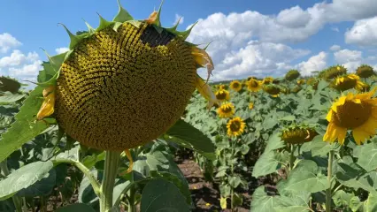 Август 2024 года стал самым жарким в мире за всю историю - НТР 24