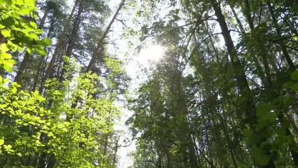 В 2025 году в Татарстане запустят обновленный проект по сохранению лесов - НТР 24