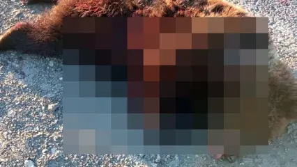 В Татарстане на М-7 нашли мертвого медвежонка - НТР 24