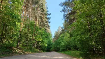 Штормовое предупреждение о пожароопасности лесов продлено в Татарстане