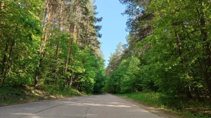 В Татарстане пройдет акция по сохранению леса