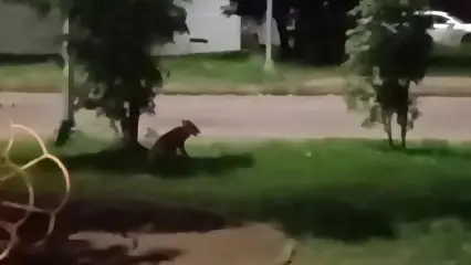 Во дворе Нижнекамска заметили лису