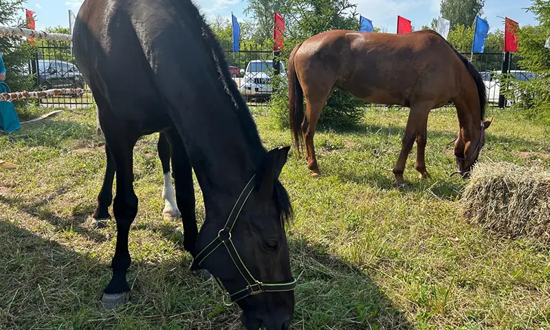 В Татарстане разводят редкие породы лошадей