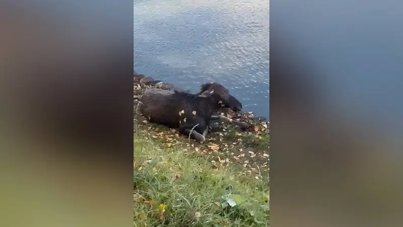 В Татарстане спасли лосенка, упавшего в водоем