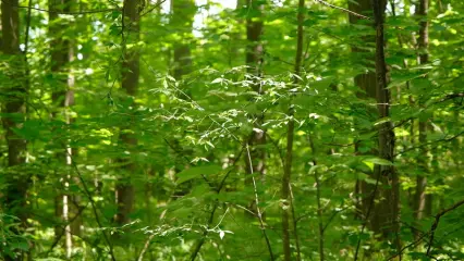 Несмотря на дожди, в лесах Татарстана продлили штормовое предупреждение