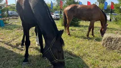 В Татарстане разводят редкие породы лошадей