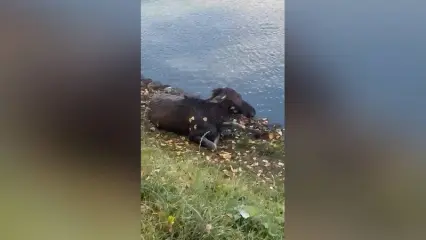 В Татарстане спасли лосенка, упавшего в водоем