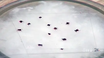 В Татарстане клещи в 2024 году были активнее из-за теплой погоды - НТР 24