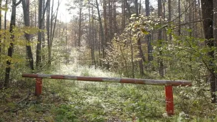 Запрет на посещение лесов в Татарстане могут снять раньше срока