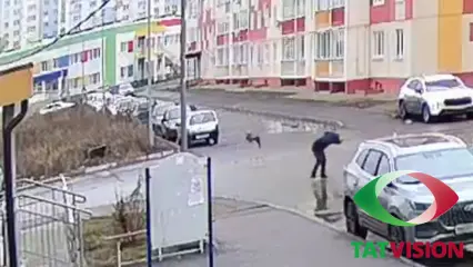 В Нижнекамске на мужчину напала ворона — видео