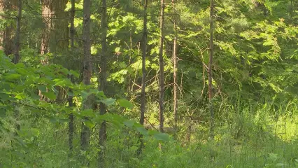 В Татарстане некоторые виды краснокнижных растений находятся под угрозой исчезновения - НТР 24