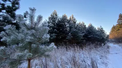 Перед Новым годом в Татарстане будут патрулировать леса