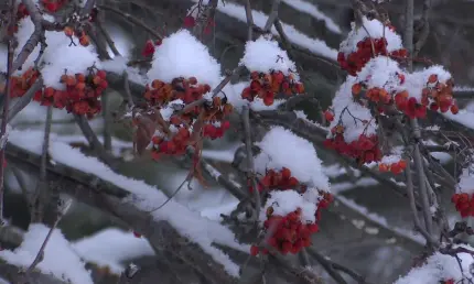 Первый день нового года принесет татарстанцам метель и потепление - НТР 24
