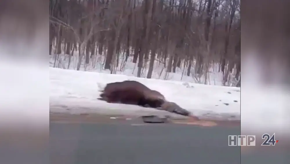 На подъезде к Нижнекамску неизвестный сбил лося