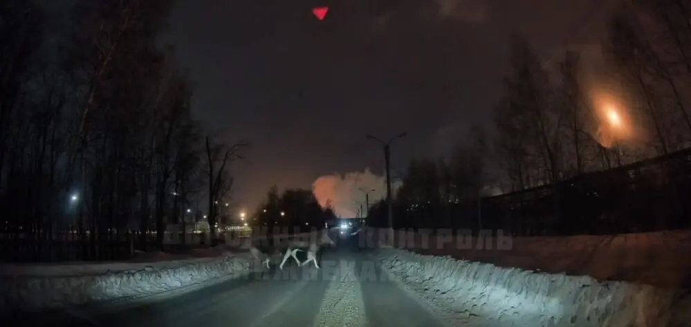 В промзоне Нижнекамска заметили семью лосей.