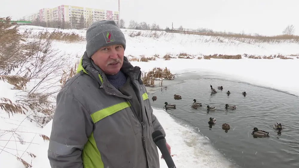 Житель Нижнекамска обеспокоен судьбой зимующих на озере уток