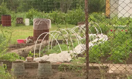 Когда сеять перцы и баклажаны на рассаду: лунный календарь на февраль и март - НТР 24