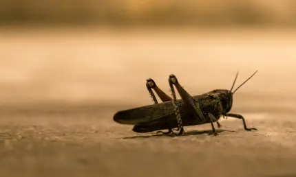 В Татарстане ожидается нашествие саранчи из-за теплой зимы - НТР 24