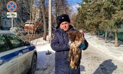 В Алексеевском районе орлан-белохвост врезался в грузовик - НТР 24