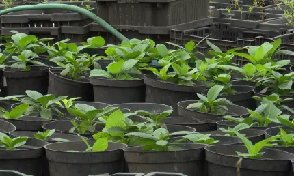 Что посеять в феврале, чтобы урожай был на зависть: секреты крепкой рассады - НТР 24