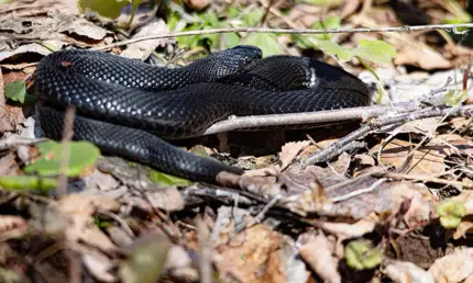 Татарстанцев предупредили о возможном нашествии змей весной - НТР 24