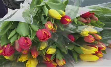 Выходные и праздники в марте 2025 года: как отдыхаем и что будем отмечать - НТР 24