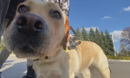 Где чипировать собаку в Нижнекамске: кого нужно регистрировать - НТР 24