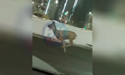 Нижнекамцы гадают, что за лесной зверь направлялся ночью к магазину - НТР 24