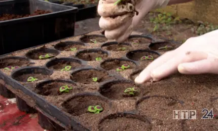 Эксперт КФУ рассказала, как успешно вырастить рассаду в домашних условиях - НТР 24