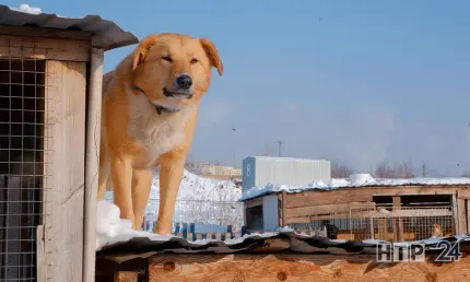 Нижнекамские приюты для бездомных животных ждут помощи и новых хозяев - НТР 24